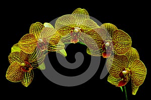 Yellow phalaenopsis orchids with red stripes against black background