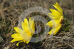 Yellow pheasant\'s eye or Adonis vernalis flower in nature