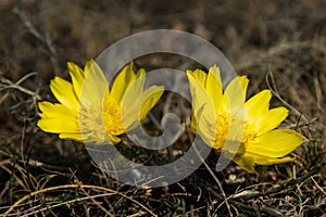 Yellow pheasant\'s eye or Adonis vernalis flower in nature