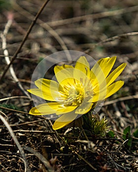 Yellow pheasant\'s eye or Adonis vernalis flower in nature