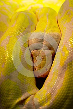A Yellow Phyton is sleeping. Close up single yellow phyton, Python snake skin in yellow.