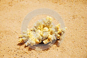 Yellow piece of coral on the sunny sea sand