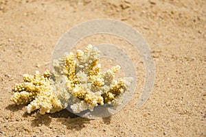 Yellow piece of coral on the sunny sea sand