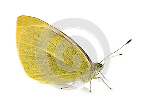 Yellow Pieridae butterfly photo