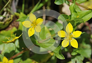 Yellow Pimpernel