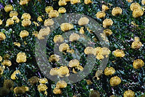 Yellow Pincushion flower pattern photo
