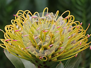 Yellow Pincushion Protea close up of flower