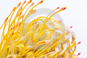 Yellow pincushion protea closeup. Leucospermum conocarpodendron