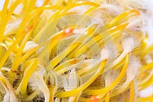 Yellow pincushion protea closeup. Leucospermum conocarpodendron