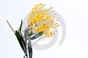 Yellow pincushion protea closeup. Leucospermum conocarpodendron
