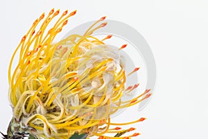 Yellow pincushion protea closeup. Leucospermum conocarpodendron