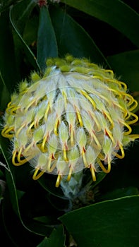 Yellow pincushion protea flower