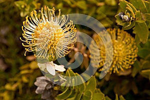 Yellow Pincushion Protea (Leucospermum)