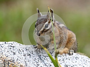 Yellow-pine Chipmunk Closeup