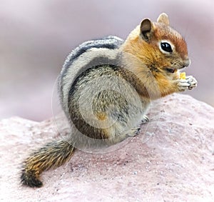 Yellow-pine Chipmunk Eating a Cracker.