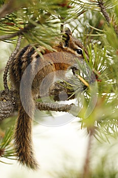 A Yellow-pine Chipmunk hiding in a pine tree\'s branches photo