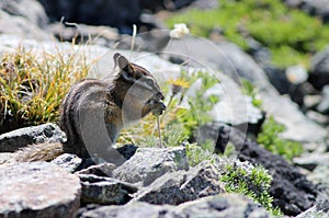 Yellow-pine Chipmunk on Mount Rainier