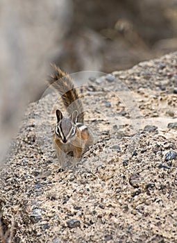 Yellow-pine Chipmunk on Rocks