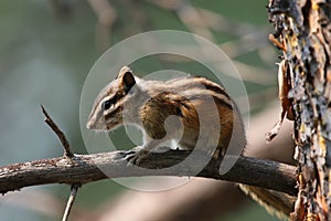 Yellow-pine Chipmunk Sideview photo