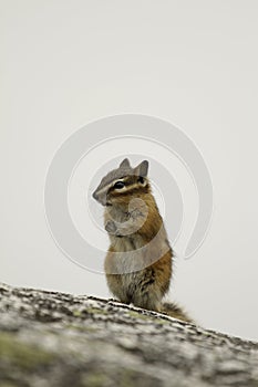 A Yellow-pine Chipmunk standing up on a white background photo