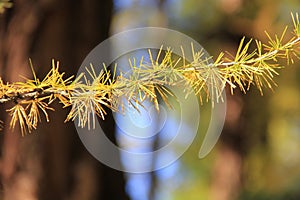 Yellow pine coniferous in sunshine