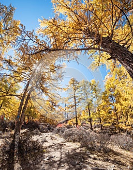 Yellow pine forest in autumn