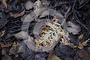 a yellow pine leaf on dead leaves covered forest ground in autumn