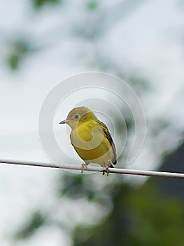 Yellow Pine Warbler sitting on a white clothesline