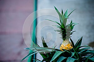 Yellow pineapple baby flowering green flower green leaves