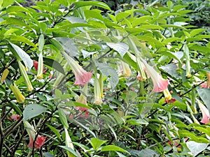 Yellow and pink Bell Flowers growing in Rose Garden in Munnar, Kerala, India