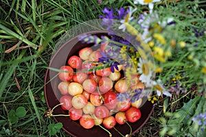 Yellow and pink cherries in a bowl, and midsummer wild flowers on a vintage wooden board background.