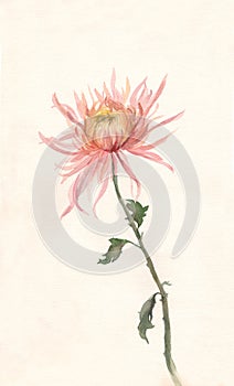 Yellow-pink chrysanthemum watercolor painting.