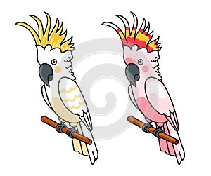 Yellow and pink cockatoos.
