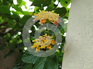 Yellow and Pink Color Camara Lanatana Flower isolated on Leaves background