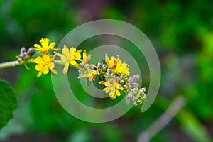 Yellow and pink color flower with blur background