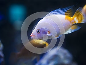 Yellow and pink colored tropical goldfish standing inside the aquarium