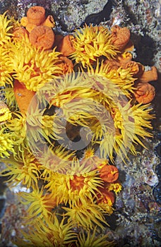 Yellow pink coral reef tubastrea scleractinia coccinea with underwater body polyps. Scuba diving the reef of Richelieu Rock