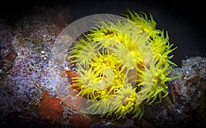 Yellow pink coral reef tubastrea scleractinia coccinea with underwater body polyps. Scuba diving the reef of Richelieu Rock photo