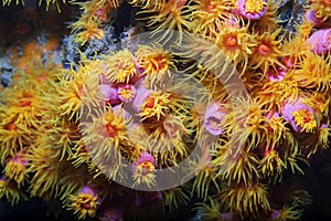 Yellow pink coral reef tubastrea scleractinia coccinea with underwater body polyps. Scuba diving the reef of Richelieu Rock photo