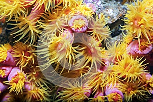 Yellow pink coral reef tubastrea scleractinia coccinea with underwater body polyps. Scuba diving the reef of Richelieu Rock photo