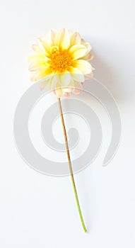 Yellow-pink dahlia flower