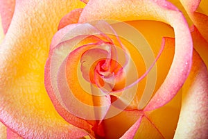 Yellow and pink delicate rose