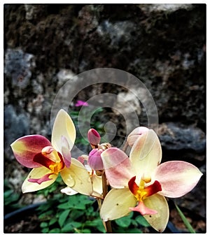 Yellow and pink double shade ground orchid flower