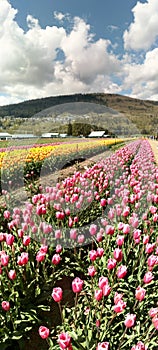 Tulip field at Abbotsford Tulip Festival in British Columbia, Canada photo