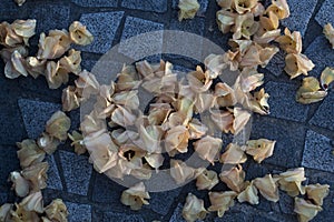 Yellow pink flowers fallen on cobbles.