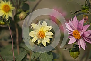 Yellow and Pink flowers in green blur background