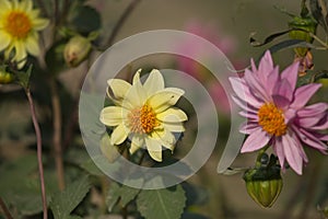 Yellow and Pink flowers in green blur background