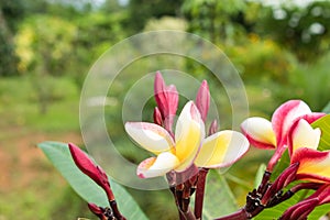 Yellow and pink flowers or Plumeria obtusa in garden.