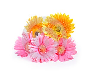 Yellow and pink Gerbera, Transvaal daisy or Barberton daisy flo