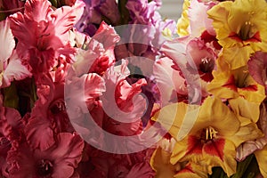 Yellow and pink gladioluses. Background
